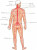 Анатомия человека. Частная коллекция материалов