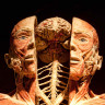 Анатомия человека. Частная коллекция материалов